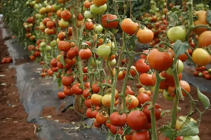 WhatsApp Image 2025-06-09 at 17.02.01_63bbfec5