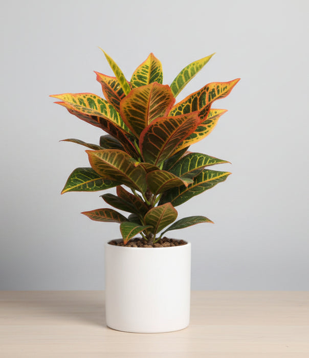 Artificial Croton Plant in White Ceramic Pot