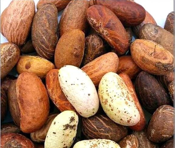 Bitter Kola Seeds/ 1piece
