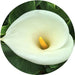 White Roma Flower 5pcs murukali.com