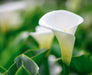 White Roma Flower 5pcs murukali.com