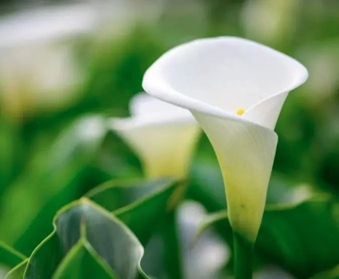 White Roma Flower 5pcs murukali.com