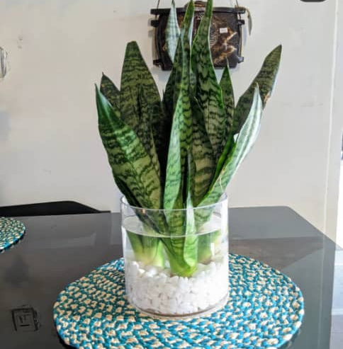 Indoor Vase of Snake Fresh Flower in Water