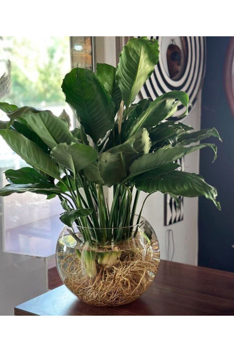 Fresh White Anthrium In Glass Vase&Water