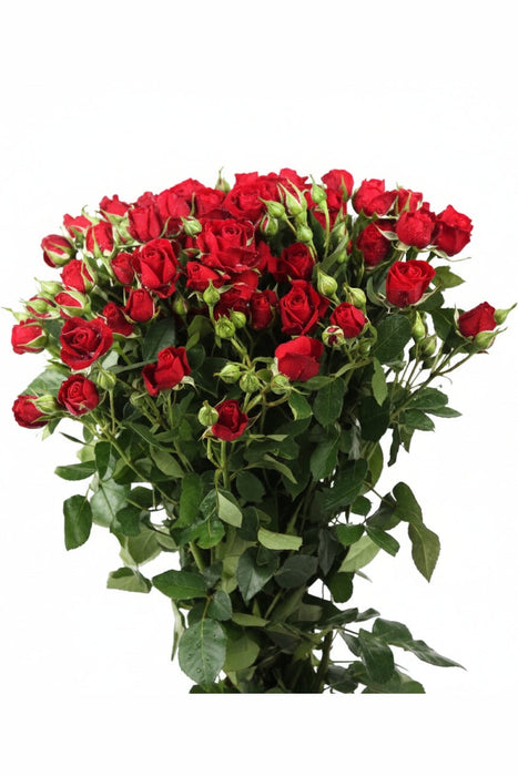 Garden-Fresh Spray Rose Bunch – Unwrapped