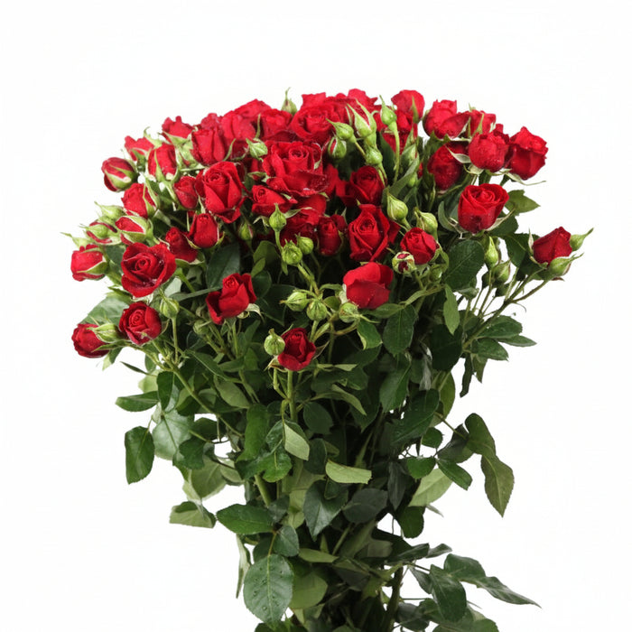 Garden-Fresh Spray Rose Bunch – Unwrapped