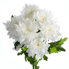 Premium White Chrysanthemum Flower Bunch – Fresh Cut, No Wrapping